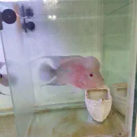 ماهی فلاور|ماهی|تبریز, |دیوار