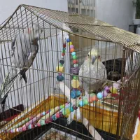 فروش عروس هلندی