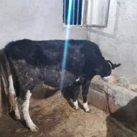 لیشه سوپر شیر صنعتی|حیوانات مزرعه|رودبار, |دیوار