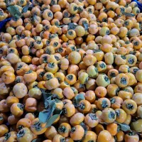 نیروی کار میوه خشک ماهی ۹ ملیون