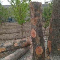 خریدار انواع چوب درختان میوه و|خدمات باغبانی و درختکاری|تهران, اکباتان|دیوار