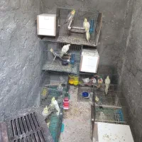 عروس مولد رو تخم و جوجه