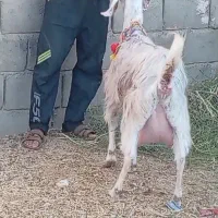 فروش بز شیرا