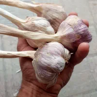 سیر محلی  ابدان|خوردنی و آشامیدنی|آبدان, |دیوار