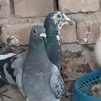 کفتر