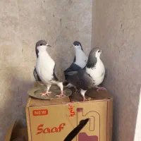 کبوتر ساده مشکی ماده.