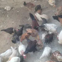 فروش مرغ و خروس محلی اصل