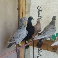 4عدد هفت رنگ