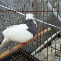 کبوتر طوقی ماده|پرنده|آستانه اشرفیه, |دیوار