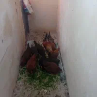 مرغ وخروس کردی