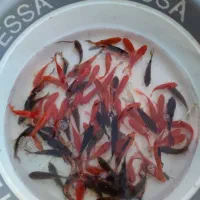 ماهی قرمز طعمه