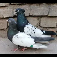 کفتر  سینه ای اصفهانی و زاغ آبادانی و پرشی