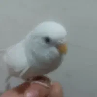 مرغ عشق آلبینو کاملاً دستی
