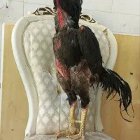 خروس لاری
