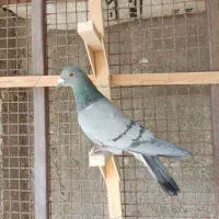 کفتر پلاکی فروشی