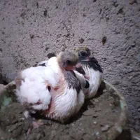 دو جفت کبوتر پرستویی جوجه برای فروش|پرنده|بابل, |دیوار