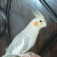 عروس هلندی نر