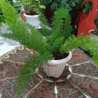 حراج گل های آپارتمانی با ارسال رایگان|گل و گیاه طبیعی|رشت, بازار|دیوار