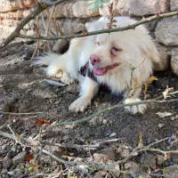 سگ پاگوتاه ماده اشپیتز