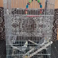 عروس هلندی