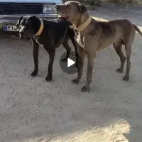 سگ گریدین اصل شناسنامه دار|سگ|مشهد, كنويست|دیوار