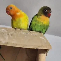 طوطی برزیلی دو ماهه تازه دون خور|پرنده|فردیس, شهرک شهید حسینی|دیوار