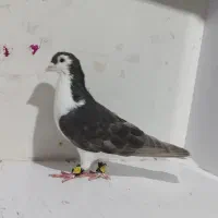 کفتر زدوخوردی