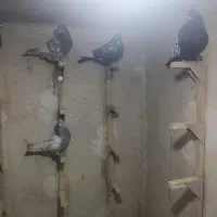 کبوتر بهبهانی