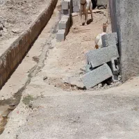 سگ دورگه|سگ|چرداول, |دیوار