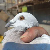 کبوتر کبود پلاکی وارداتی|پرنده|شبانکاره, |دیوار