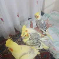 عروس هلندی جوجه نرم خور