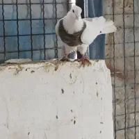 کبوتر|پرنده|سنندج, |دیوار