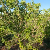 فروش-باغ-در-لالجین