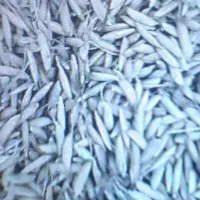 تخم جوهاشمی درجه یک(بدون قلوه)