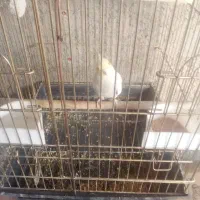 عروس هلندی|پرنده|بومهن, |دیوار