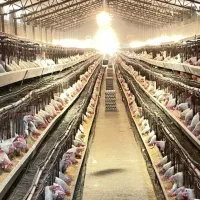 کارگر مرغداری با خانواده