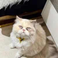 فروش گربه نژاددار خوشگل و اصیل|گربه|کیش, |دیوار