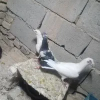 کبوتر پرشی المانی|پرنده|سبزوار, شهرک صنعتی خاوران|دیوار