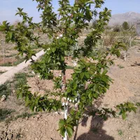 باغ ویلا