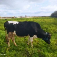 فروش گاو گوساله|حیوانات مزرعه|چاف و چمخاله, |دیوار