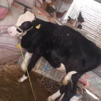 شنگل یه ساله.