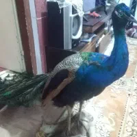 دکوری|مجسمه، تندیس، ماکت|گرگان, |دیوار