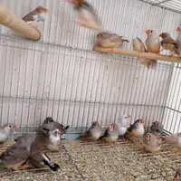 چسب 123 با فنچ معاوضه دارم