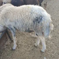 بره قوچ گوسفندمیش|حیوانات مزرعه|بیرانوند, |دیوار