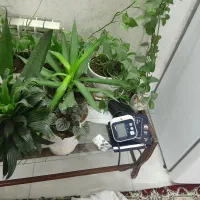 انواع گل 100