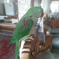 شاه طوطی|پرنده|فولادشهر, زاینده رود|دیوار