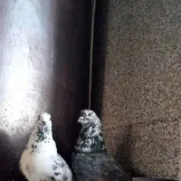 کفتر قاره پرشی