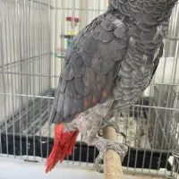 کاسکو ردفکتور نر آماده ۶۰ کلام دستی