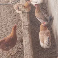 مرغ محلی و خروس|حیوانات مزرعه|گتوند, |دیوار