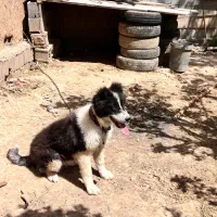سگ نگهبان|سگ|پاسارگاد, |دیوار